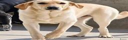 Meticcio cani in regalo: Lord . - Annuncio 1