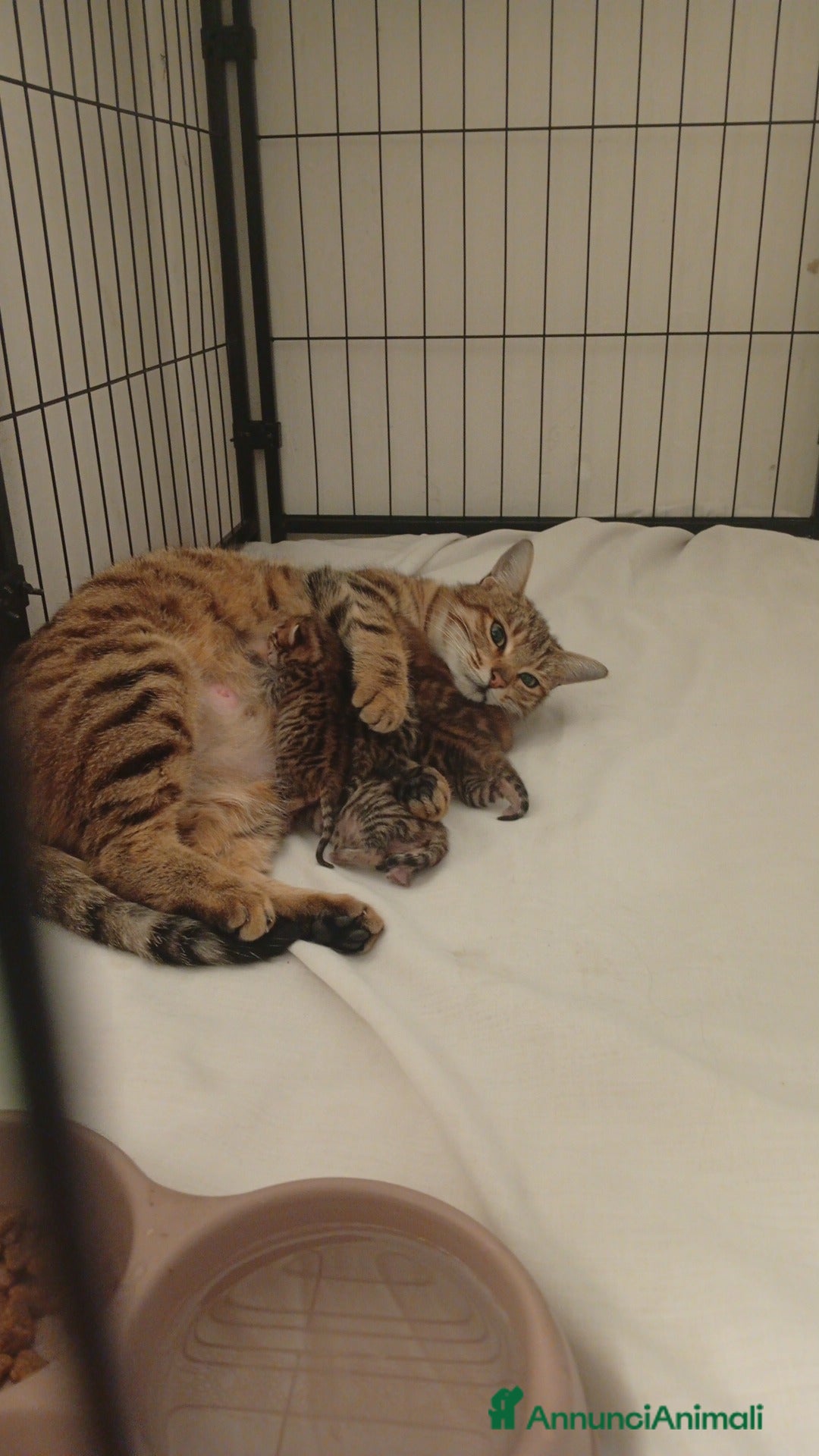 Bengala gatti Bengalesi abissini - Annuncio 25