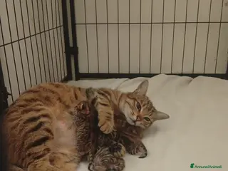 Bengala gatti Bengalesi abissini - Annuncio 25