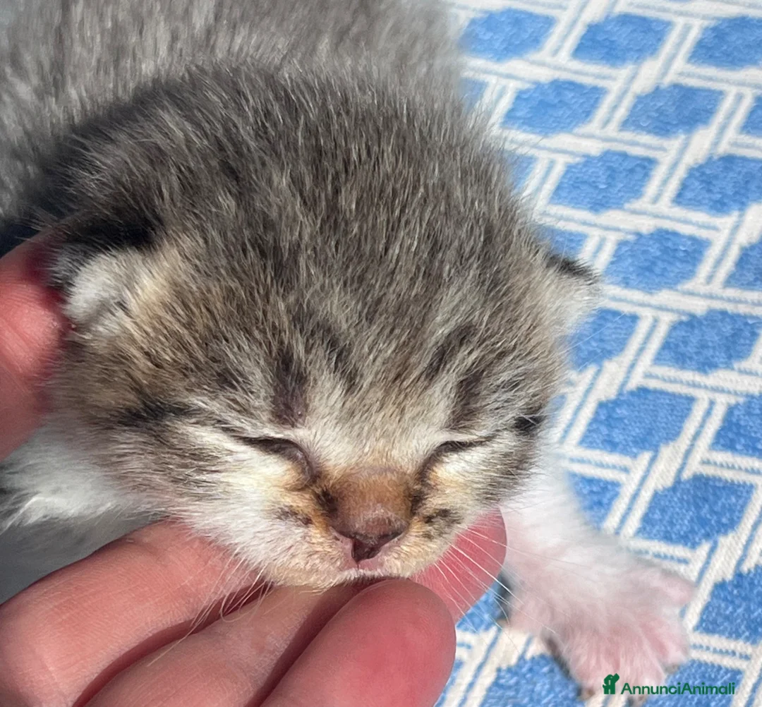 Immagine della galleria {{count}}