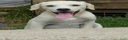 Meticcio cani in regalo: Pesca, neanche 4 mesi, taglia media contenuta  - Annuncio 6