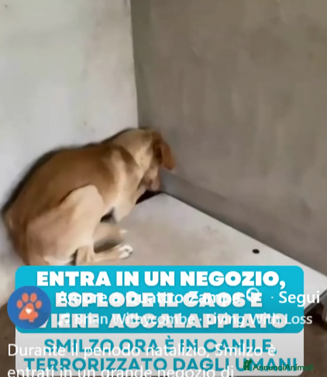 Meticcio cani in regalo: ADOZ.DEL💔:in panico in negozio,ora fissa un muro - Annuncio 1
