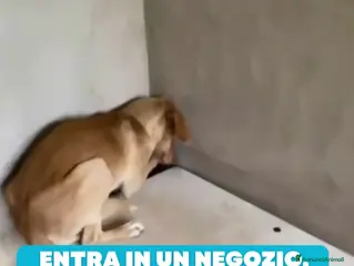 Meticcio cani ADOZ.DEL💔:in panico in negozio,ora fissa un muro - Annuncio 2