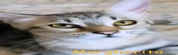 Europeo gatti in regalo: MARGHERITA GATTINA SUPER AFFETTUOSA - Annuncio 3