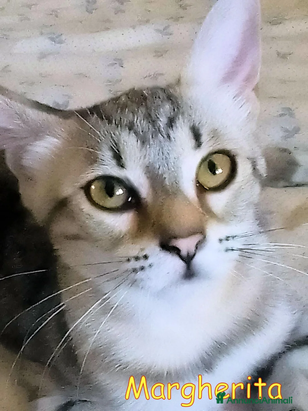 Europeo gatti in regalo: MARGHERITA GATTINA SUPER AFFETTUOSA - Annuncio 3