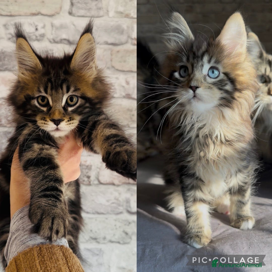 Maine Coon gatti in vendita: Cuccioli Maine Coon con pedigree - Annuncio 1