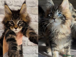 Maine Coon gatti Cuccioli Maine Coon con pedigree - Annuncio 9