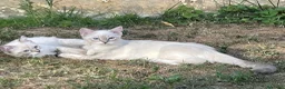 Ragdoll gatti in vendita: Gatto ragdoll - Annuncio 2