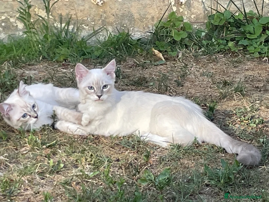 Ragdoll gatti in vendita: Gatto ragdoll - Annuncio 2