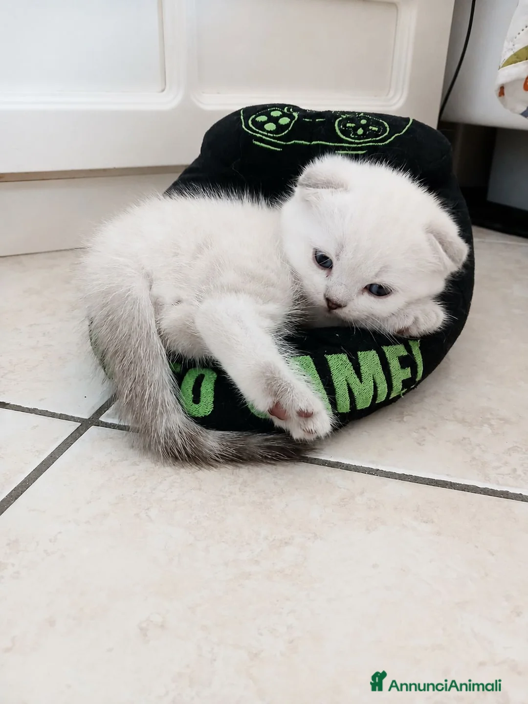 Scottish gatti in vendita: Maschietto scottish fold - Annuncio 1