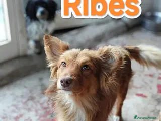 Meticcio cani Cucciolo spettacolare in adozione - Annuncio 1