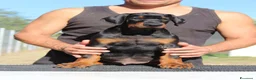 Dobermann cani in vendita: Cucciolo di dobermann  - Annuncio 6