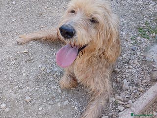 Meticcio cani JERRY TENERISSIMO SPINONCINO - Annuncio 24