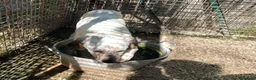 Meticcio cani in regalo: MAMMA E FIGLIA - Annuncio 11