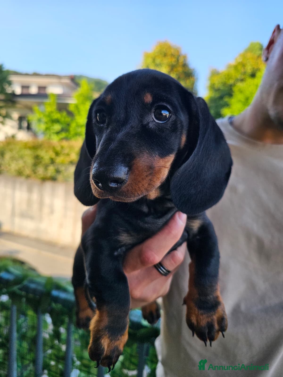 Bassotto cani in vendita: Bassotti nani - Annuncio 4