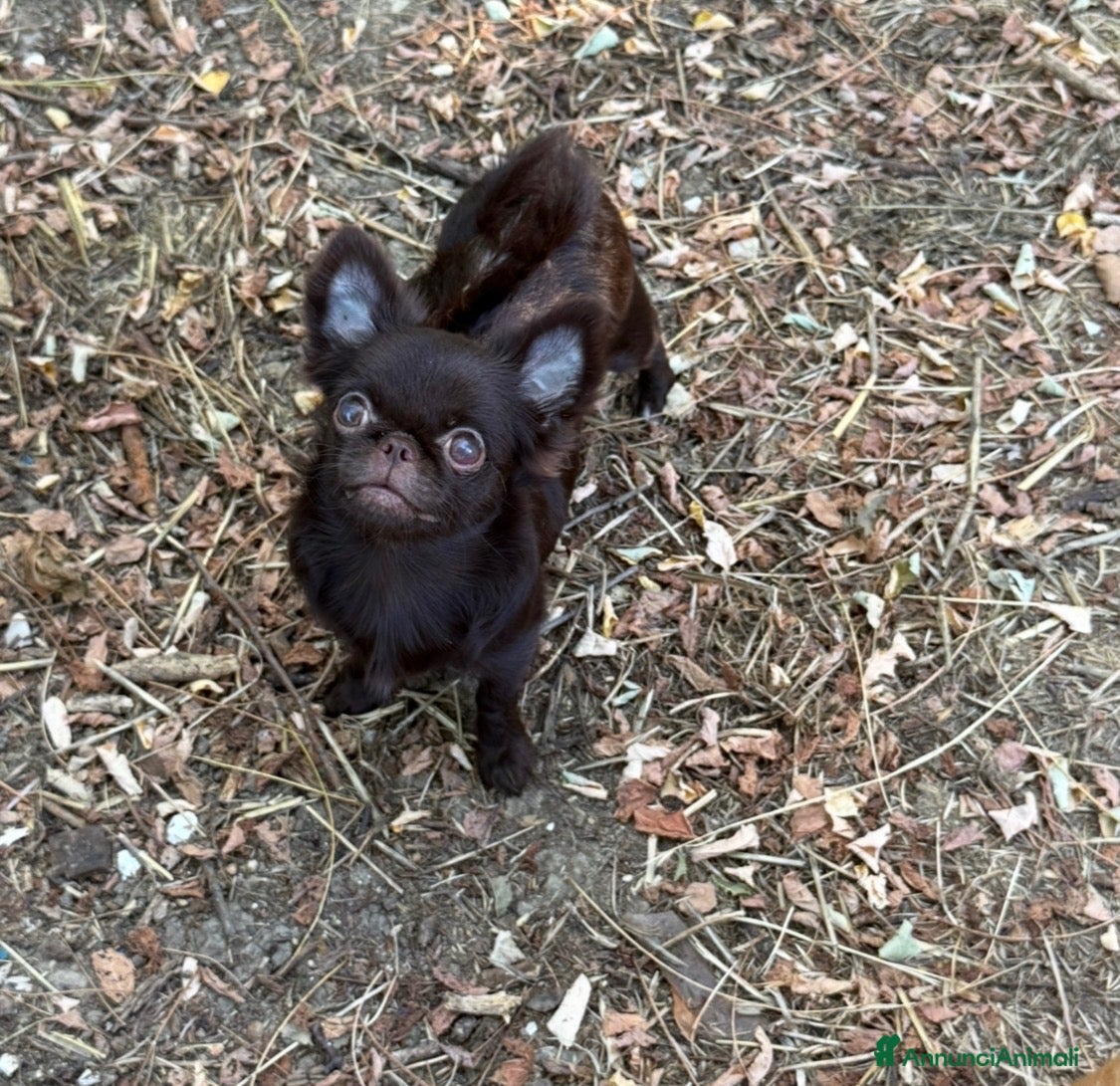 Chihuahua cani Chihuahua mini - Annuncio 10