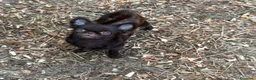 Chihuahua cani in vendita: Chihuahua mini - Annuncio 1