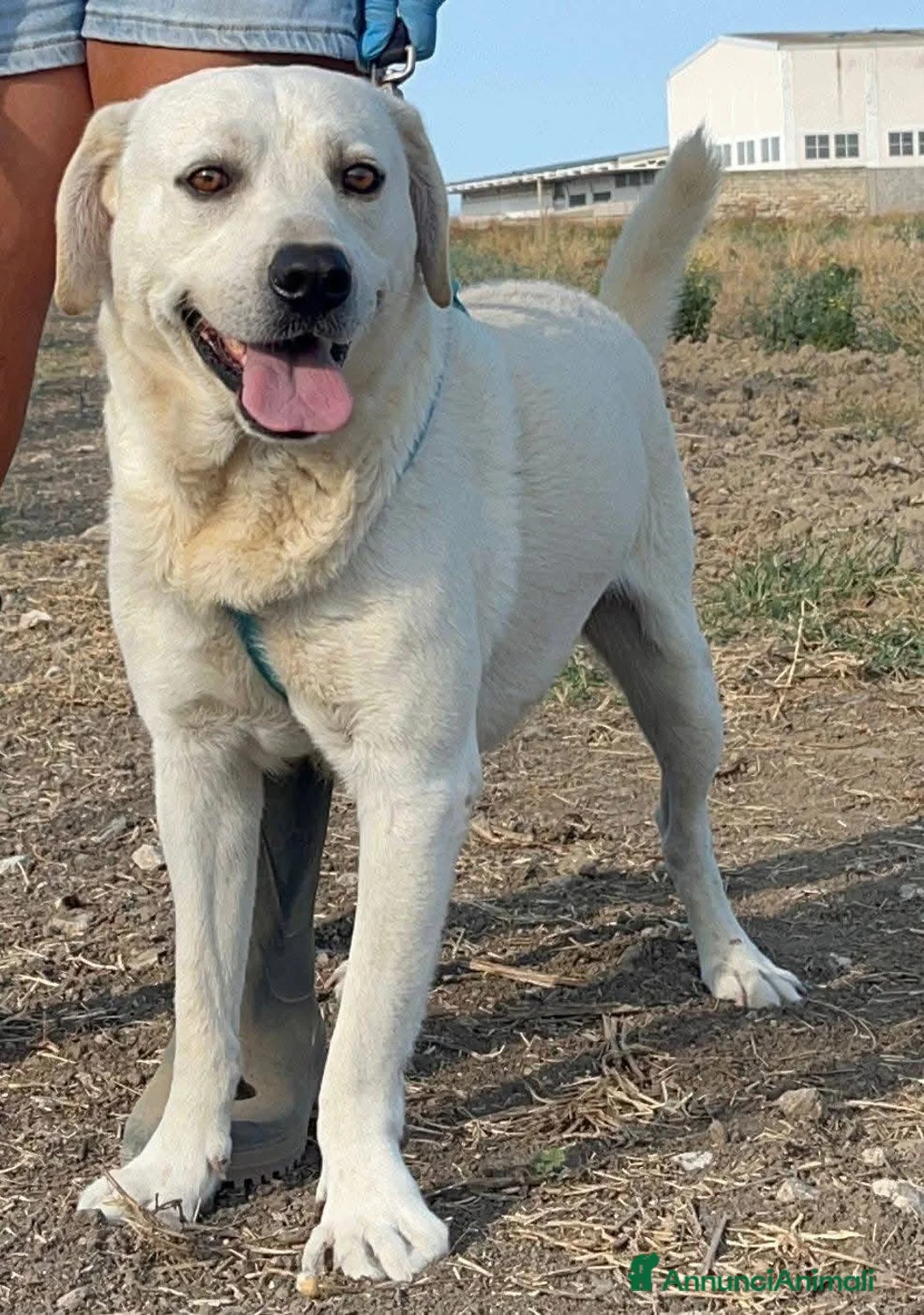 Meticcio cani in regalo: Jerry e Alvin  - Annuncio 7