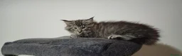 Norvegese gatti in vendita:  Gatti delle foreste Norvegesi - Annuncio 4