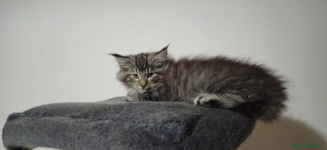 Norvegese gatti in vendita:  Gatti delle foreste Norvegesi - Annuncio 4