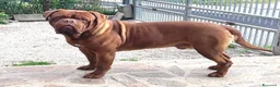 Dogue de Bordeaux cani in vendita: Dogue de Bordeaux a Città Metropolitana di Firenze - Annuncio 4
