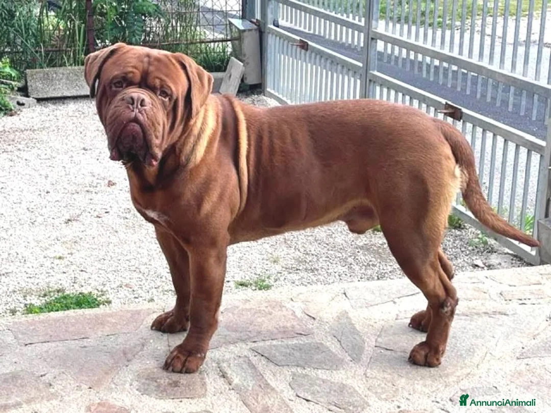 Dogue de Bordeaux cani in vendita: Dogue de Bordeaux a Città Metropolitana di Firenze - Annuncio 4