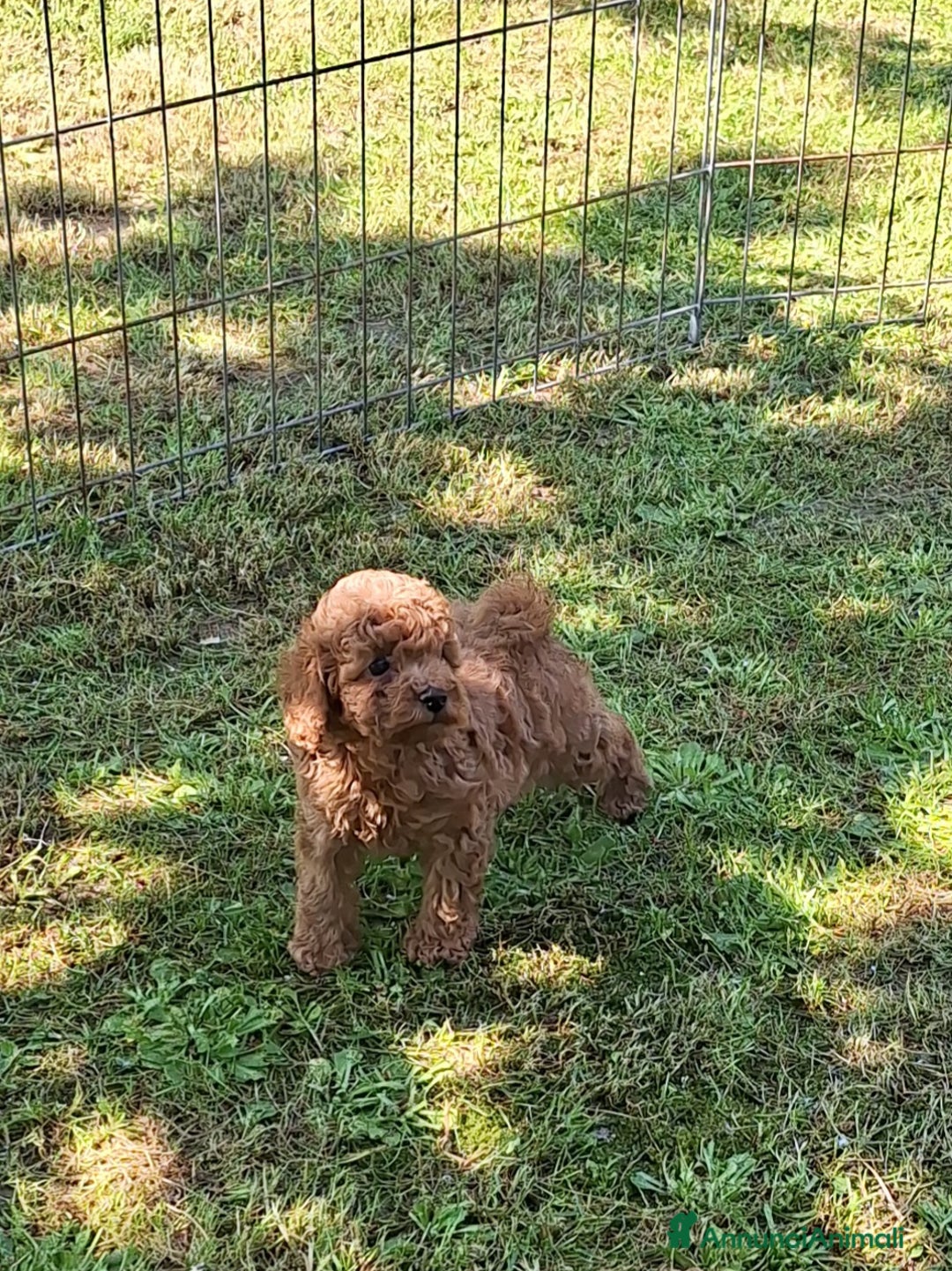Barboncino cani in vendita: Cucciolata TOY RED con PEDIGREE ENCI + test - Annuncio 6