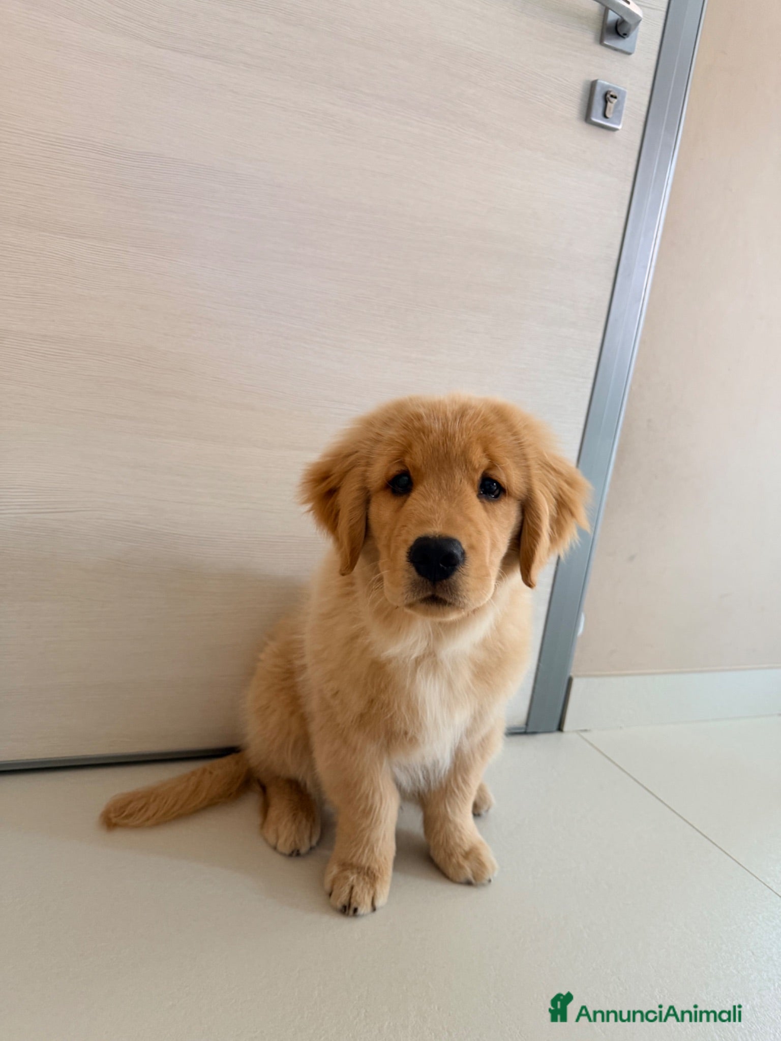 Golden Retriever cani Cucciolo Golden retriver  - Annuncio 2