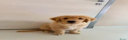 Golden Retriever cani in vendita: Cucciolo Golden retriver  - Annuncio 2