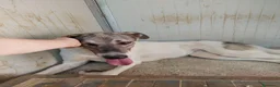 Meticcio cani in regalo: Maya: bellissima principessa taglia grande  - Annuncio 6