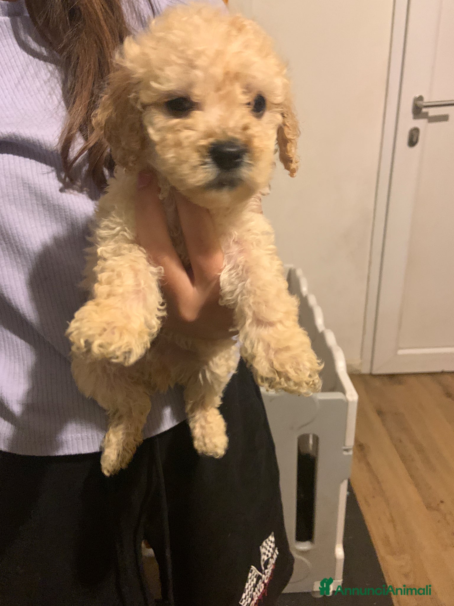 Barboncino cani Barboncino champagne - Annuncio 1