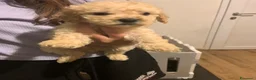 Barboncino cani in vendita: Barboncino champagne - Annuncio 1
