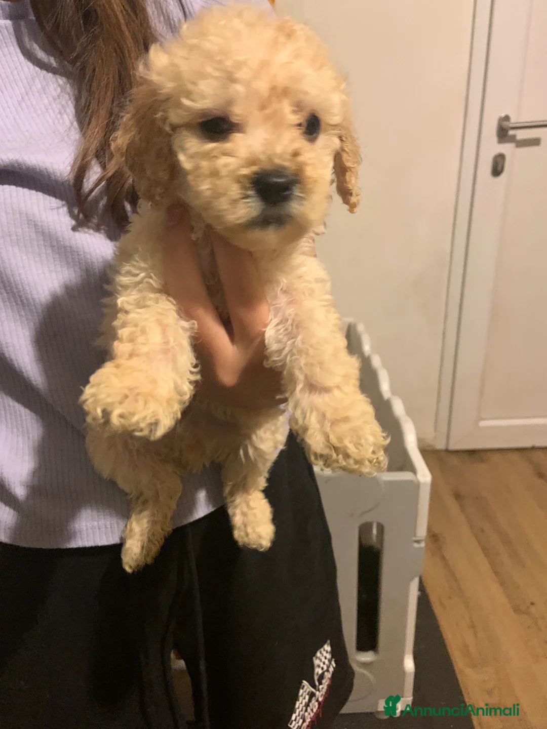 Barboncino cani in vendita: Barboncino champagne - Annuncio 1