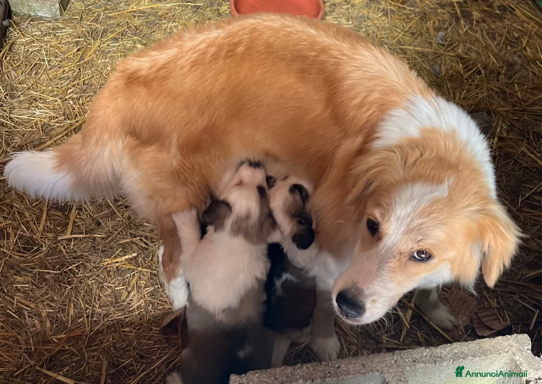 Australian Shepherd cani in vendita: Cucciolo pastore australiano con occhi blu - Annuncio 16