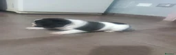 Bulldog Francese cani in vendita: Cuccioli di bulldog francese  a Città metropolitana di Palermo - Annuncio 3