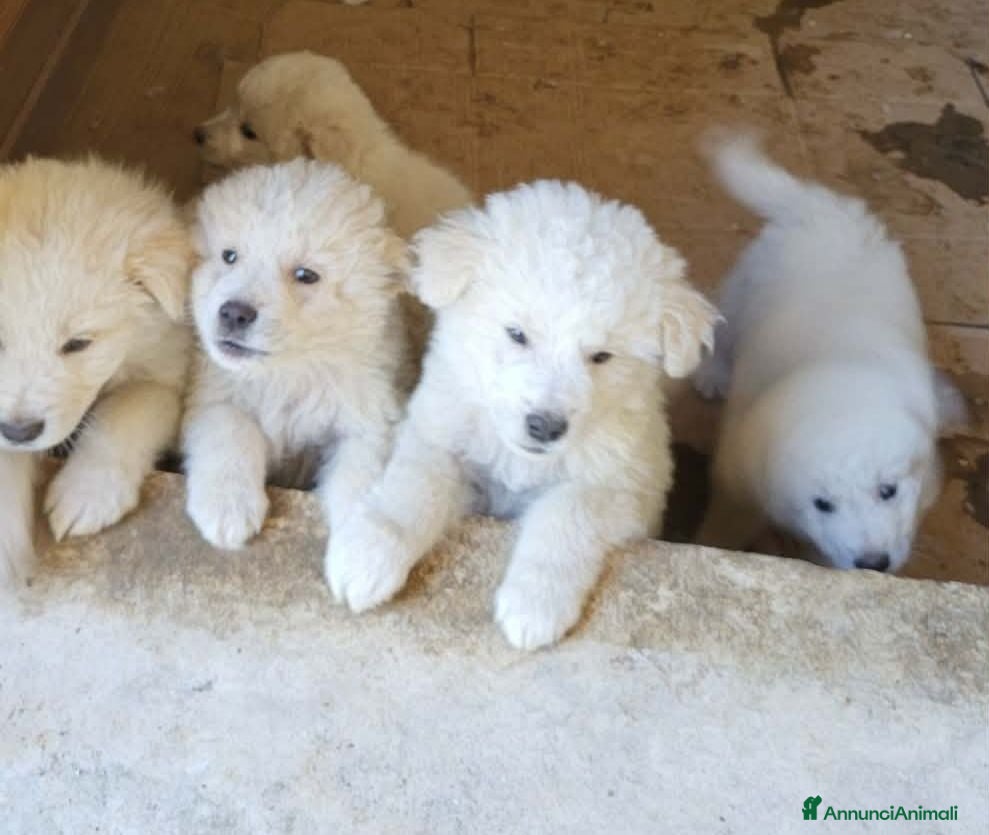 Meticcio cani AVELLINO -Cuccioli trovati in STAZIONE DI SERVIZIO - Annuncio 2