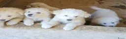 Meticcio cani in regalo: AVELLINO -Cuccioli trovati in STAZIONE DI SERVIZIO - Annuncio 1
