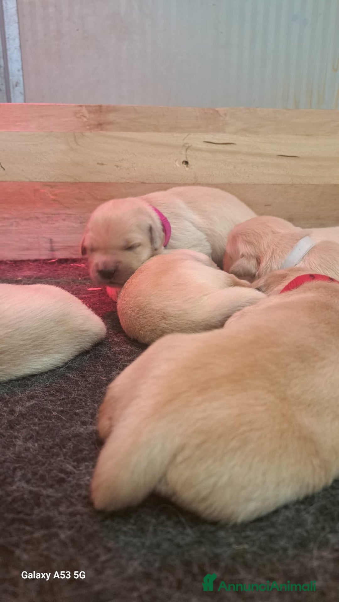 Golden Retriever cani in vendita: Cuccioli di golden retriever a Provincia di Pavia - Immagine 2