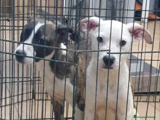 Pitbull cani 4 Pitbull cuccioli in canile - Annuncio 1