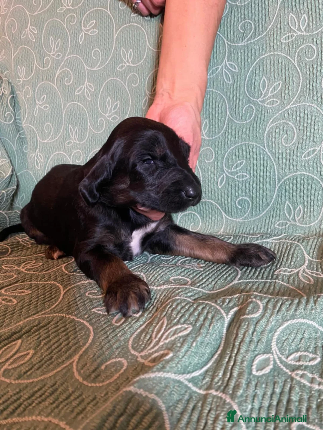 Levriero cani in vendita: LEVRIERO AFGANO BELLISSIMI CUCCIOLI - Annuncio 20