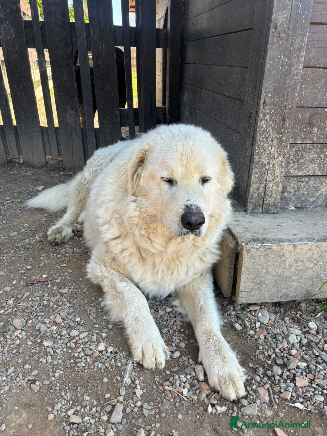 Pastore Maremmano cani in regalo: Ragalo maremmano  - Annuncio 2