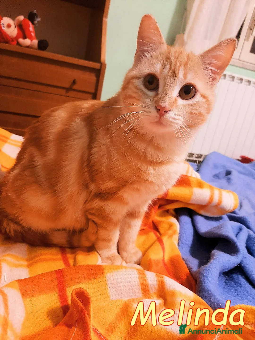 Europeo gatti in regalo: Melinda, piccola meraviglia rossa - Annuncio 4