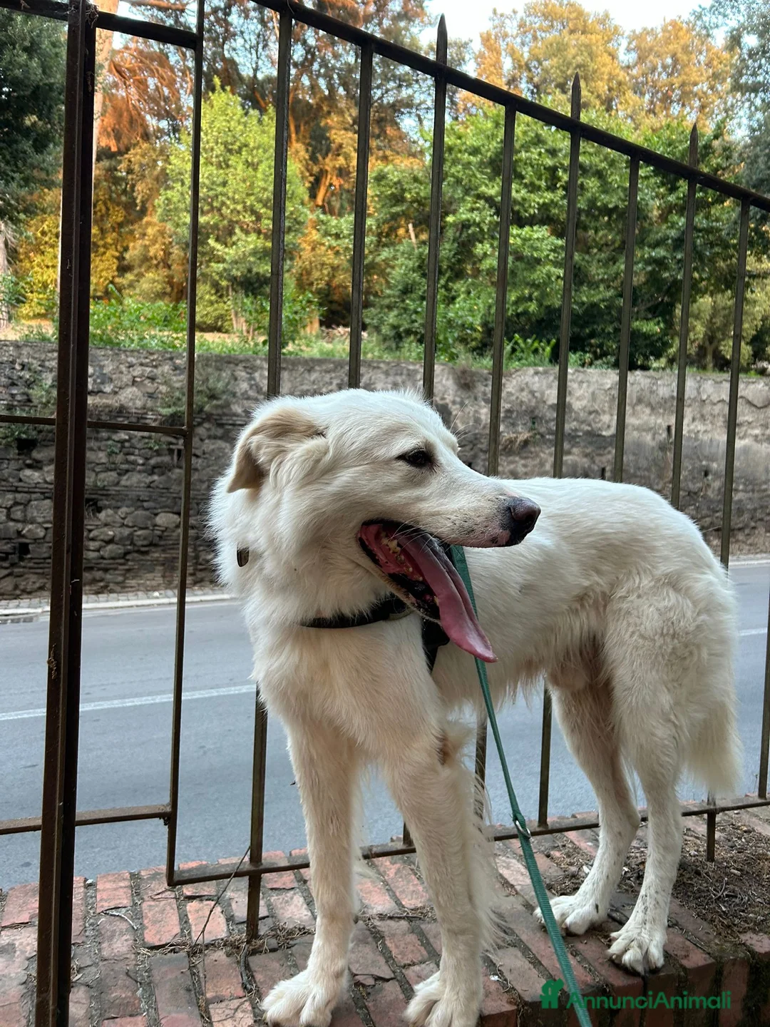 Altre razze cani in regalo: Adriano, il nostro imperatore cerca casa  a Città metropolitana di Roma Capitale - Annuncio 6