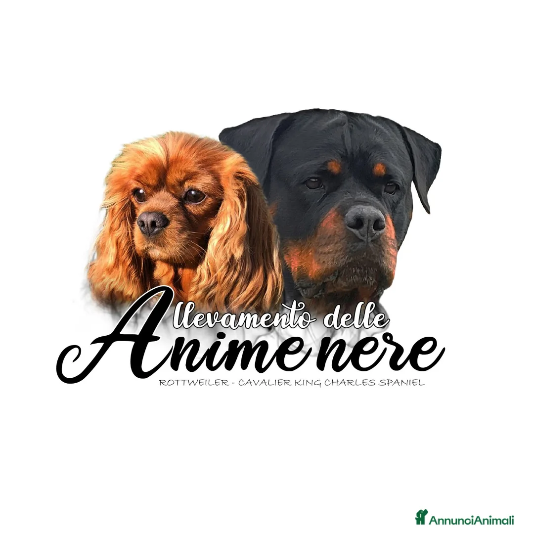 Immagine della galleria {{count}}