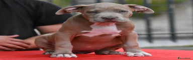 American Bully 2