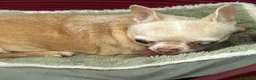 Chihuahua cani in regalo: Chihuahua femmina  - Annuncio 4
