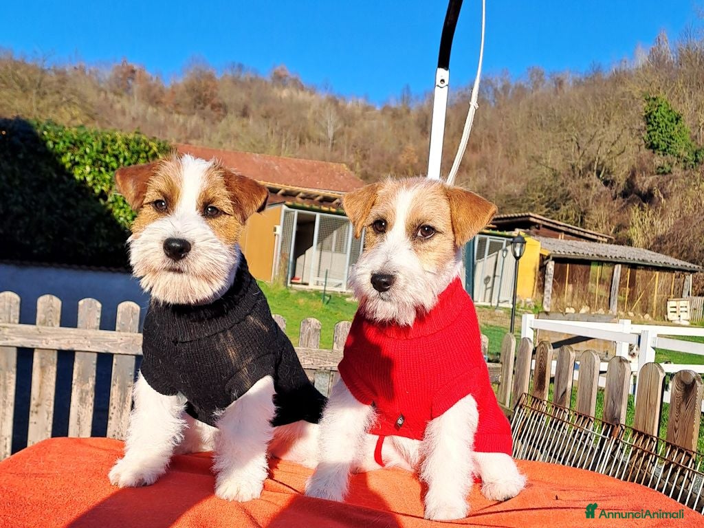 Jack Russell cani Cucciol0 Jack ruvid0 - Annuncio 15