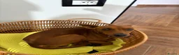 Pinscher Miniatura cani in vendita: pincher maschio - Annuncio 3