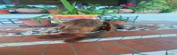 Bassotto cani in vendita: Elegante Bassotto disponibile.  - Annuncio 10