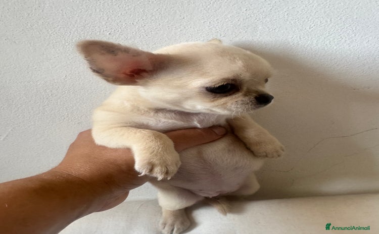 Chihuahua cani in vendita a Città Metropolitana di Firenze - Annuncio 2